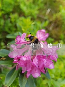 招商信用卡逾期一周有什么 招商信用卡逾期一周有什么