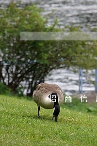 招商信用卡逾期一年了被秒扣 招商信用卡逾期一年了被秒扣