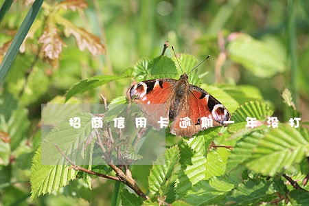 招商信用卡逾期一年没打电话