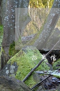 招商信用卡逾期一年额度一万六 招商信用卡逾期一年额度一万六