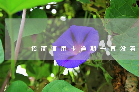 招商信用卡逾期一直没有被催