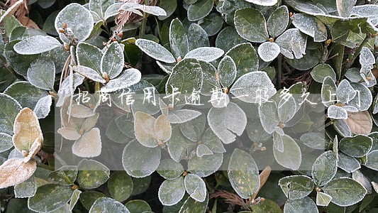 招商信用卡逾期一般多久上门 招商信用卡逾期一般多久上门