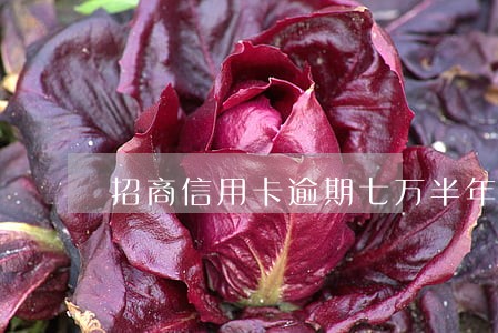 招商信用卡逾期七万半年 招商信用卡逾期七万半年