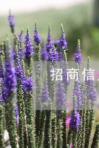 招商信用卡逾期三个月变呆账