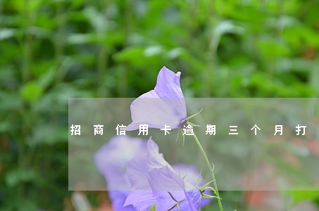 招商信用卡逾期三个月打电话