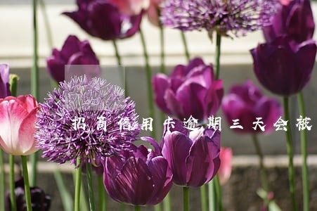 招商信用卡逾期三天会被起诉吗 招商信用卡逾期三天会被起诉吗