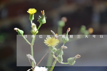 招商信用卡逾期三天可以吗 招商信用卡逾期三天可以吗