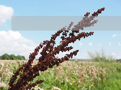 招商信用卡逾期三月怎么办 招商信用卡逾期三月怎么办