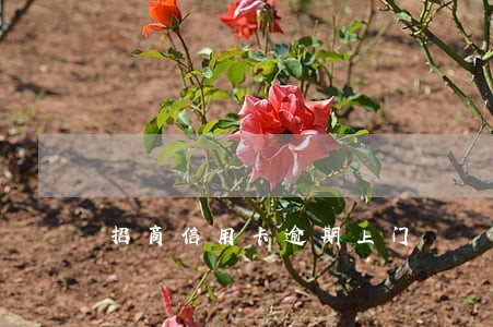 招商信用卡逾期上门