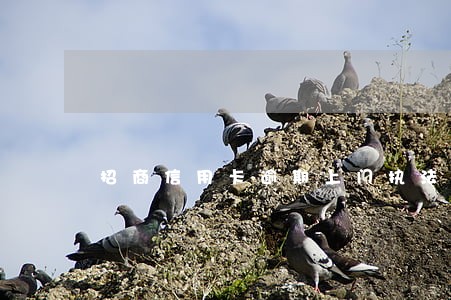 招商信用卡逾期上门执法 招商信用卡逾期上门执法