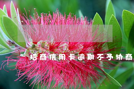 招商信用卡逾期不予协商 招商信用卡逾期不予协商