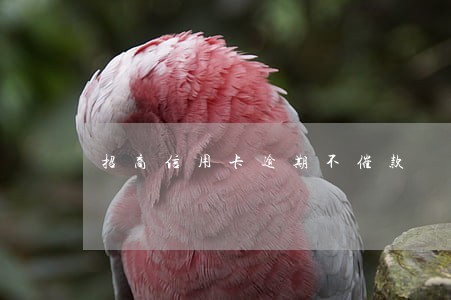 招商信用卡逾期不催款