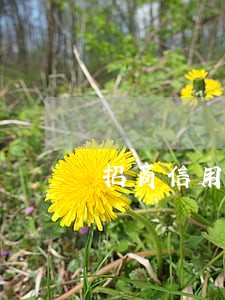 招商信用卡逾期不想还违约金