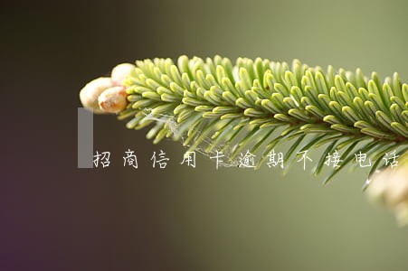 招商信用卡逾期不接电话会怎样 招商信用卡逾期不接电话会怎样