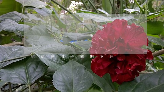 招商信用卡逾期不还