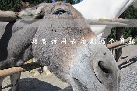 招商信用卡逾期两个月转法务