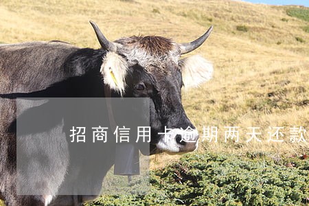 招商信用卡逾期两天还款受影响吗