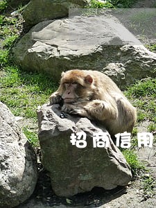 招商信用卡逾期两次怎么办 招商信用卡逾期两次怎么办