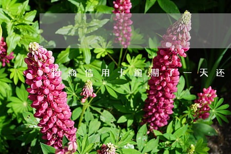 招商信用卡逾期了一天还款怎么办 招商信用卡逾期了一天还款怎么办