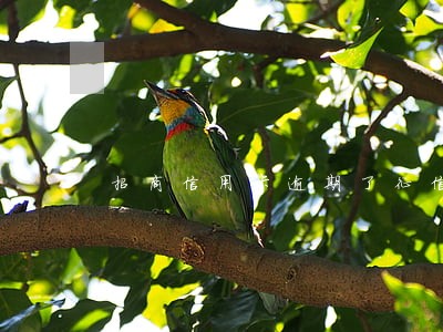 招商信用卡逾期了征信怎么办