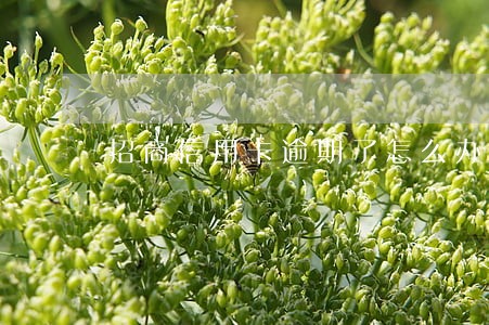 招商信用卡逾期了怎么办分期
