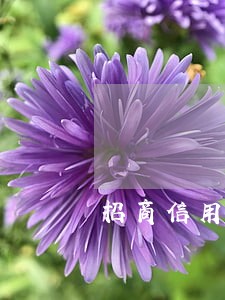招商信用卡逾期会停掉家人的卡吗