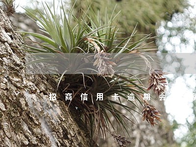 招商信用卡逾期会给家里打电话 招商信用卡逾期会给家里打电话