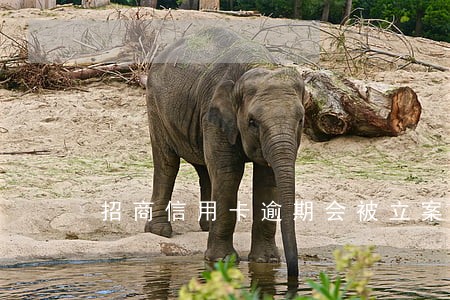 招商信用卡逾期会被立案吗 招商信用卡逾期会被立案吗