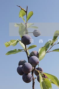 招商信用卡逾期会锁卡嘛