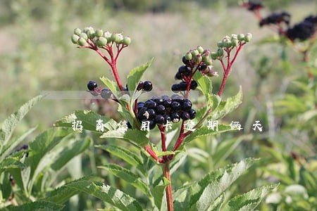 招商信用卡逾期俩天 招商信用卡逾期俩天