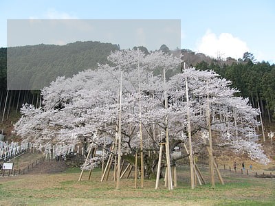 招商信用卡逾期停卡审核后续