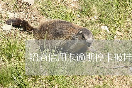 招商信用卡逾期停卡被挂失