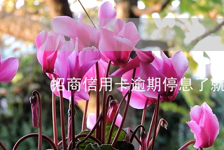 招商信用卡逾期停息了就是呆账吗