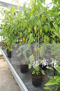 招商信用卡逾期六七天怎么办 招商信用卡逾期六七天怎么办
