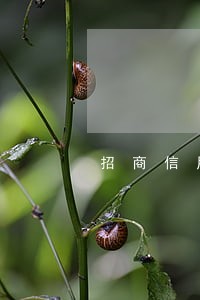 招商信用卡逾期六万半年了 招商信用卡逾期六万半年了