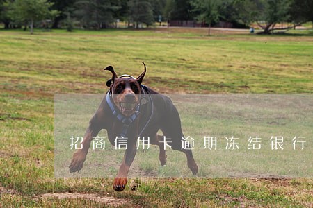 招商信用卡逾期冻结银行卡