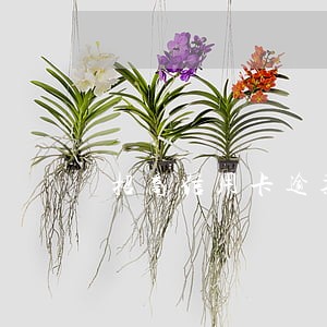 招商信用卡逾期几个月了