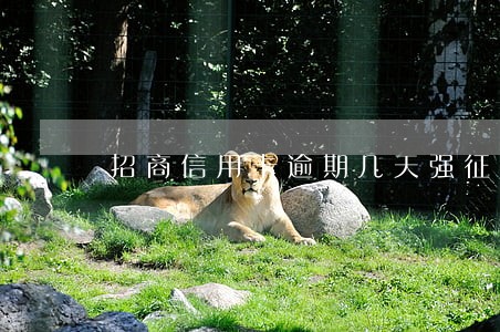 招商信用卡逾期几天强征信 招商信用卡逾期几天强征信