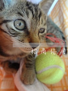 招商信用卡逾期几年了 招商信用卡逾期几年了