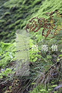 招商信用卡逾期分几期比较好
