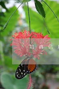 招商信用卡逾期分期还可以吗 招商信用卡逾期分期还可以吗