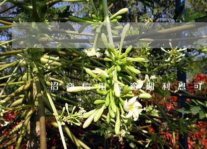 招商信用卡逾期利息可以申请免吗