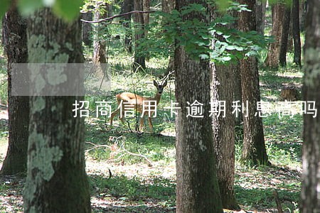 招商信用卡逾期利息高吗