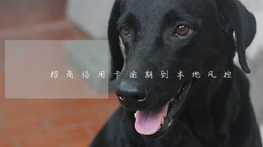 招商信用卡逾期到本地风控 招商信用卡逾期到本地风控