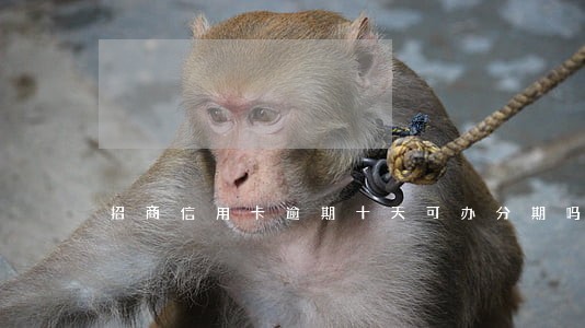 招商信用卡逾期十天可办分期吗 招商信用卡逾期十天可办分期吗