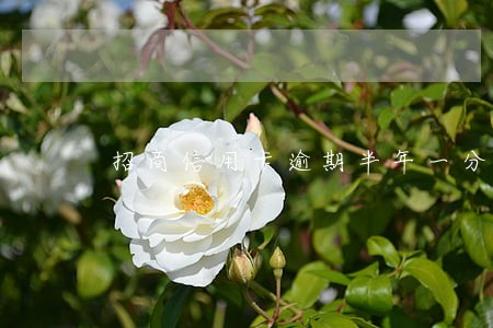 招商信用卡逾期半年一分没有还