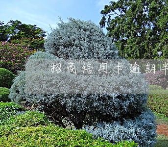 招商信用卡逾期半年上门走访 招商信用卡逾期半年上门走访