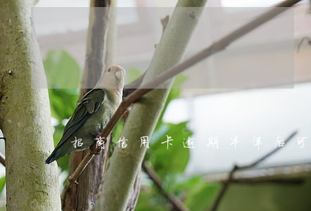 招商信用卡逾期半年后可以协商吗 招商信用卡逾期半年后可以协商吗