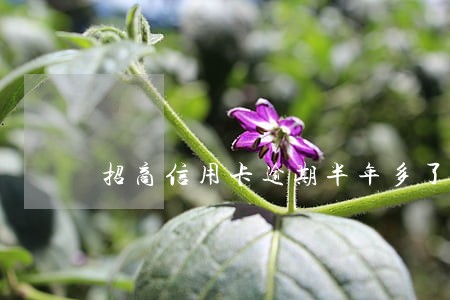 招商信用卡逾期半年多了怎么办 招商信用卡逾期半年多了怎么办