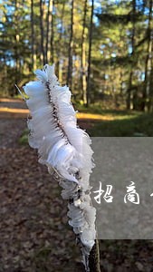 招商信用卡逾期半年被停卡还能 招商信用卡逾期半年被停卡还能
